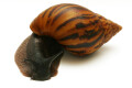 Achatina achatina Ghana F1